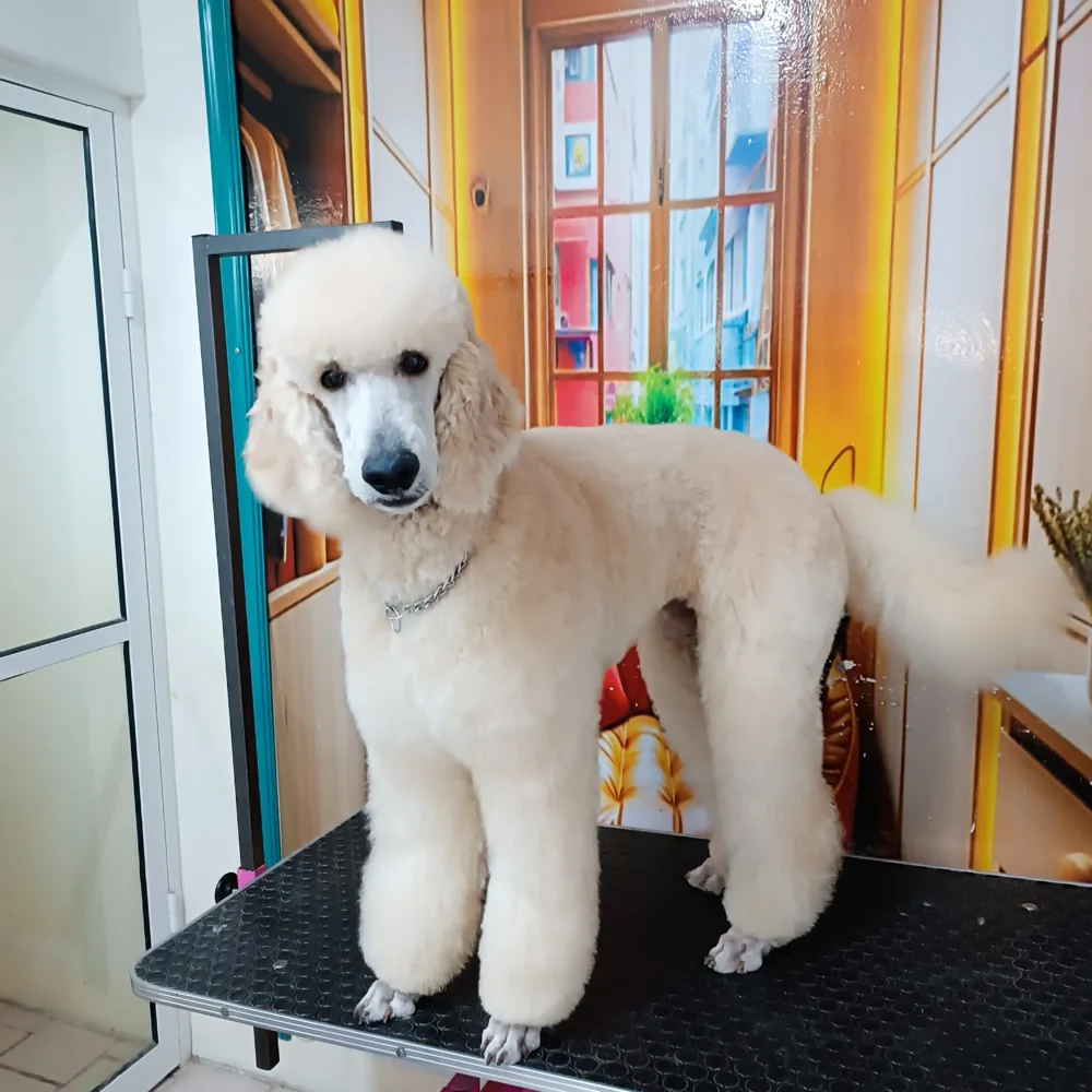 Albus después de su estética en Mundo Perron