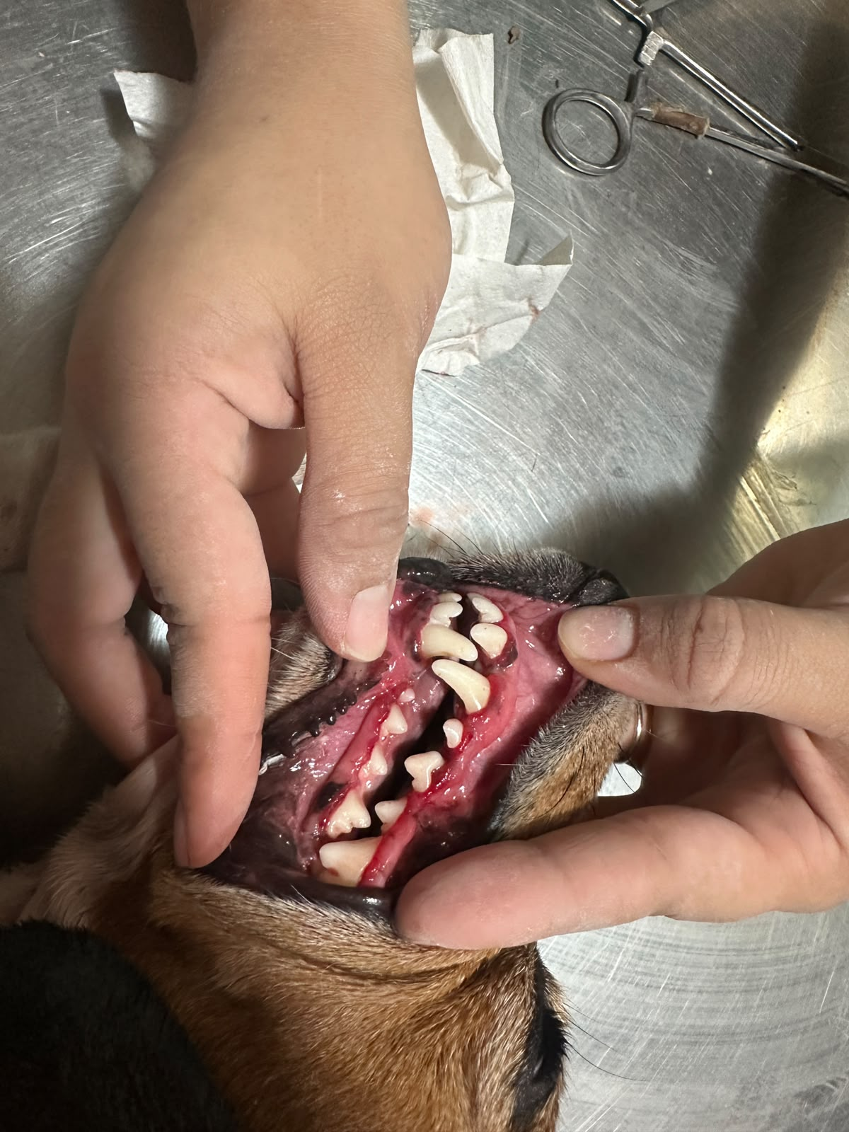 Dentadura del perro después de la limpieza dental