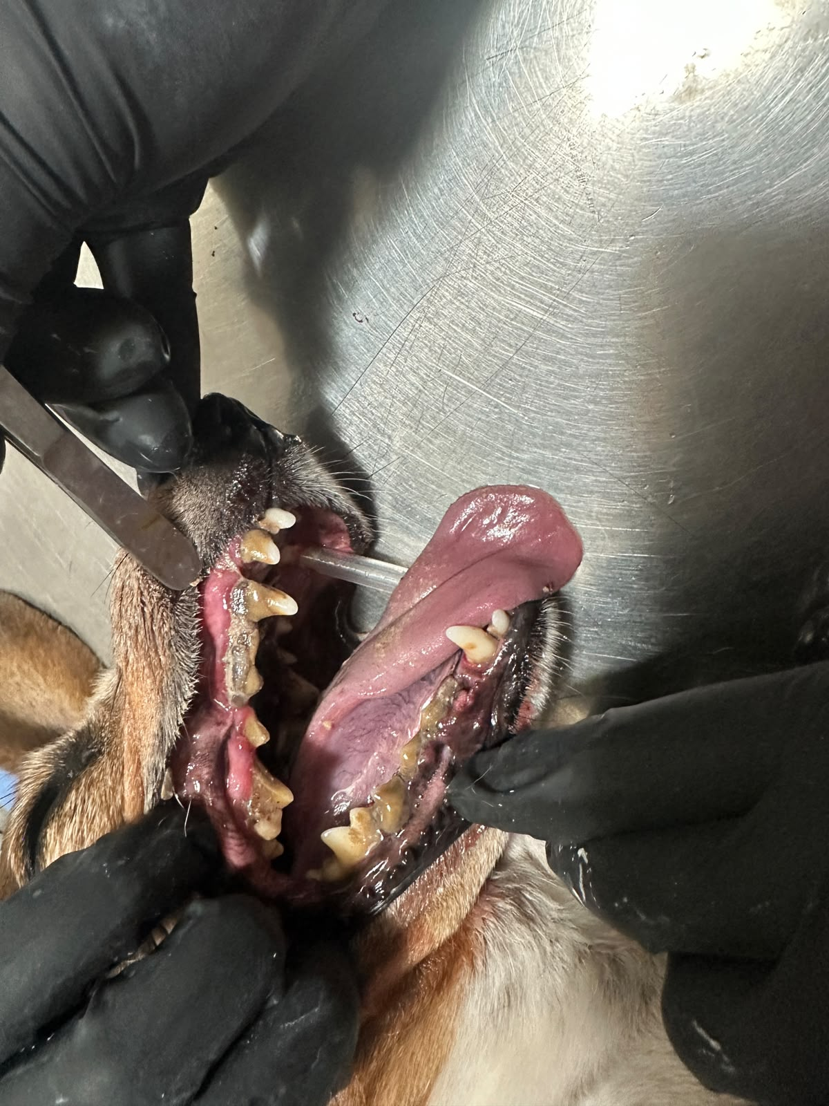 Dentadura del perro antes de la limpieza dental